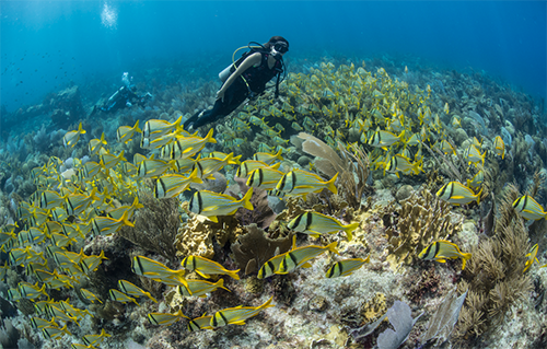 PADI Open Water Course With e-Learning