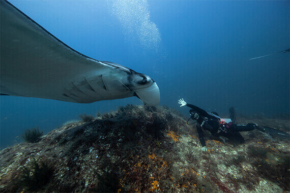 Manta Valley Diving