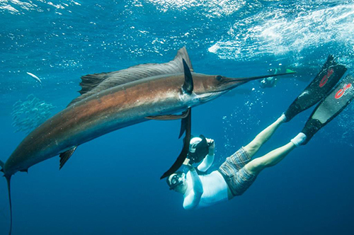 Snorkel con Pez Vela en Cancun Charter Privado