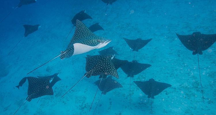 Enriched Air Diver - Nitrox Course in Cancun