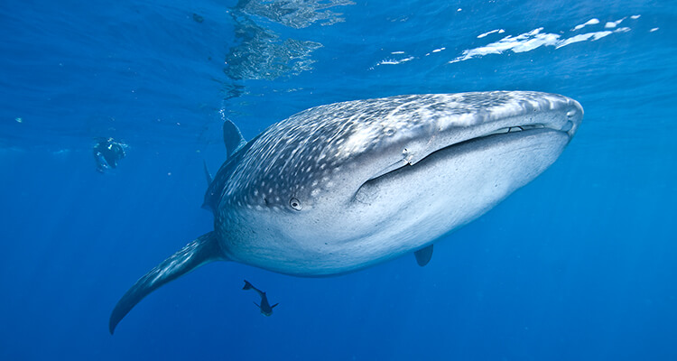Privado Tiburon Ballena en Cancún (10 px)