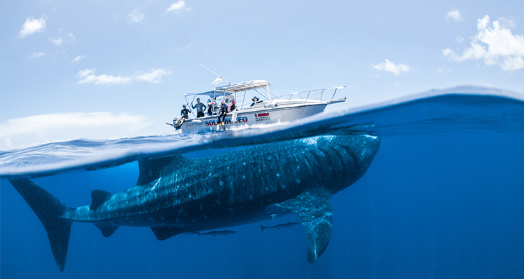 Privado Nado con Tiburón Ballena Cancún (5 Pax)
