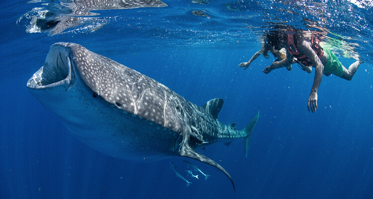 Nado con Tiburón Ballena en Cancún