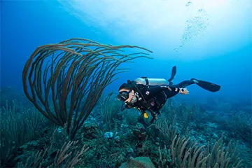 Cancun scuba diving