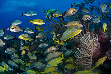 scuba diving in cancun