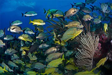 scuba diving in cancun