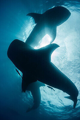 Tiburón Ballena en Cancún